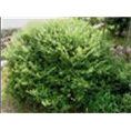 藁城哪里有卫矛 