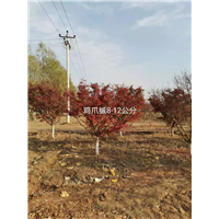 石家庄鸡爪槭12公分 