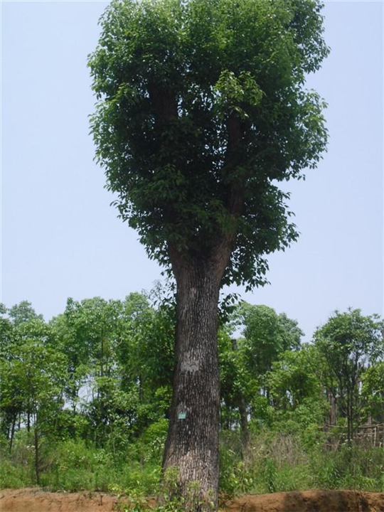 石家庄苗圃 