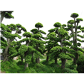 藁城苗圃 
