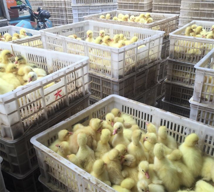 批发：河南三花鹅苗