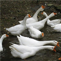批发：河南鹅苗