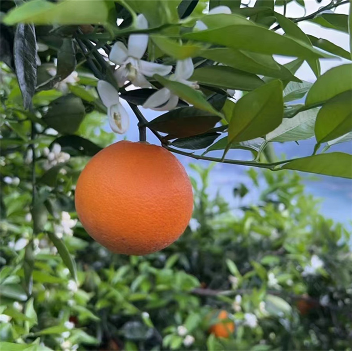 湖北脐橙代办宜昌脐橙批发秭归脐橙基地