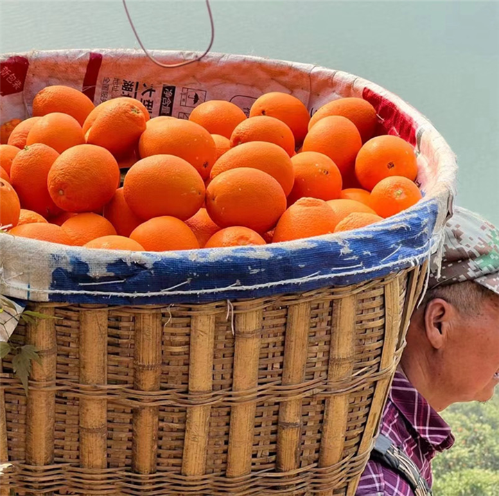 湖北脐橙代办湖北橙子批发