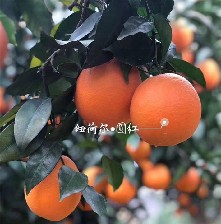 湖北脐橙代办秭归脐橙产地湖北脐橙四季都有