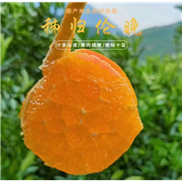 秭归中华红橙秭归伦晚脐橙上市将近