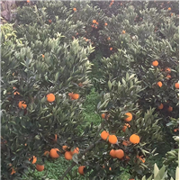 （中华红脐橙）湖北脐橙种植基