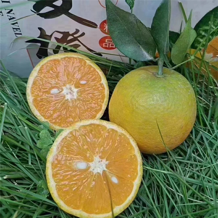 湖北夏橙代办秭归夏橙批发