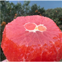 湖北脐橙代办秭归中华红橙代办秭归脐橙批发