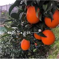 秭归中华红橙代办湖北脐橙代办中华红橙上市