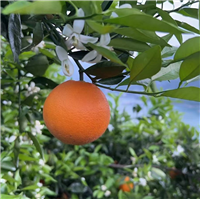 湖北脐橙代办宜昌脐橙批发秭归脐橙基地