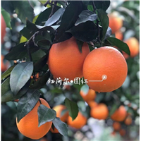 （湖北纽荷尔脐橙）秭归脐橙批发