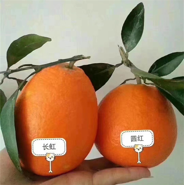 （中华红脐橙）宜昌蜜橘代办