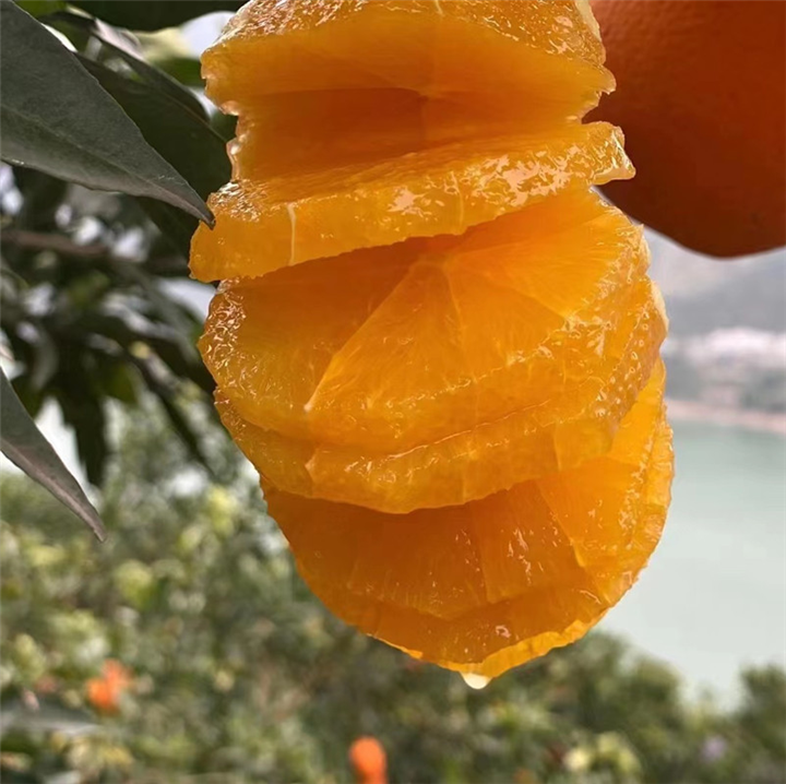秭归中华红橙湖北脐橙代办秭归中华红橙批发
