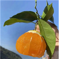 湖北中华红橙代办湖北脐橙种植基地