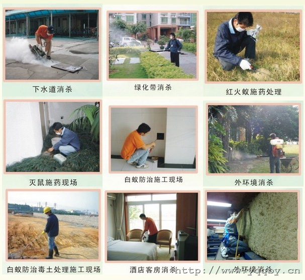 广州白蚁灭治/广州白蚁防治-提供杀虫服务 