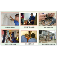 广州白蚁的危害及处理方法 