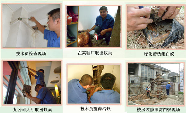 广州白蚁防治公司/广州杀虫-提供咨询服务 