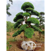 长沙女贞造型批发