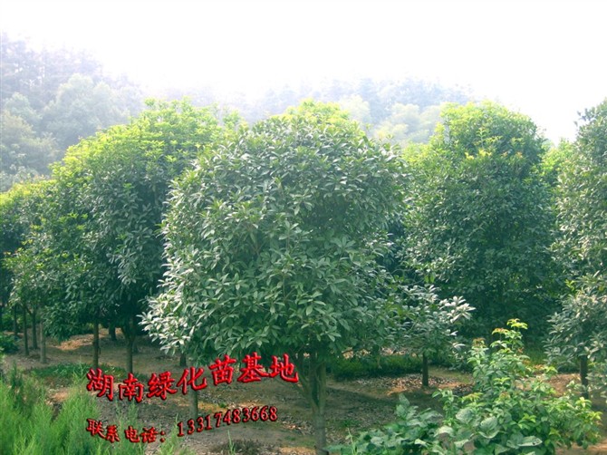 桂花 