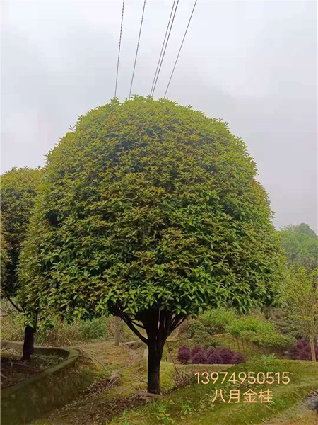 长沙八月金桂 