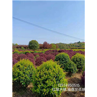 湖南红继木球供应 