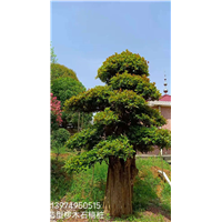 长沙椤木石楠造型