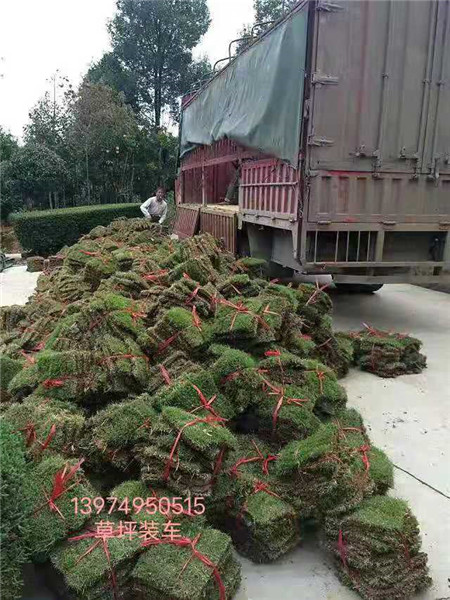 草坪装车