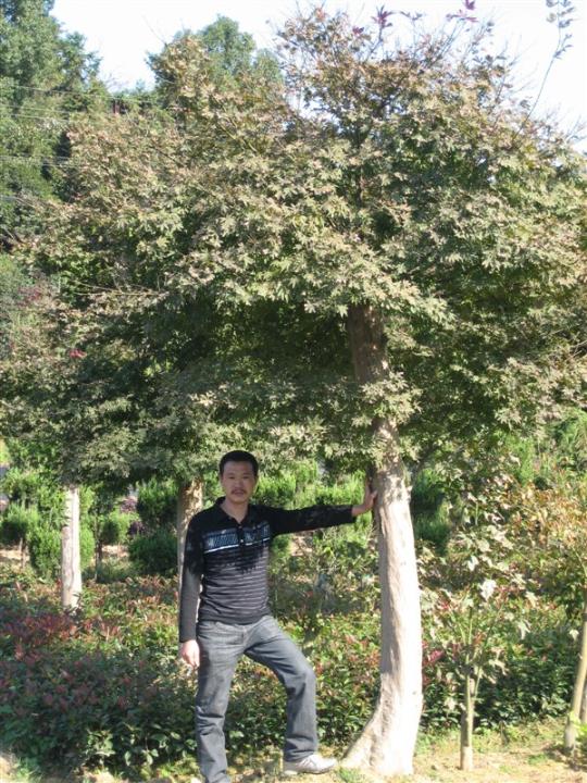 移植红枫 
