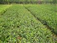 良性油茶 