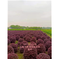 长沙金冠女贞球基地 