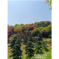 湖南罗汉松造型 