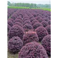 湖南红继木球基地 