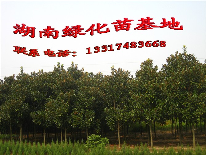玉兰1 
