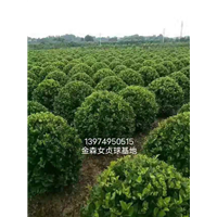 湖南金森基地 