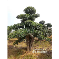 椤木石楠造型