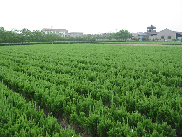 湖南绿化苗-小龙柏 