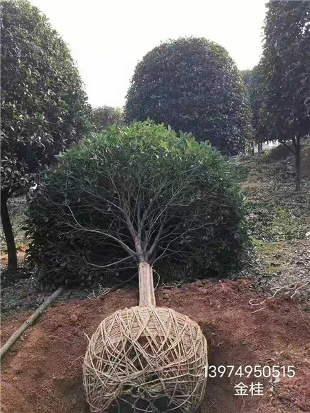 湖南金桂基地 