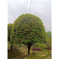 长沙八月金桂 
