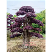 长沙红花继木苗造型