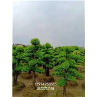 湖南女贞苗造型