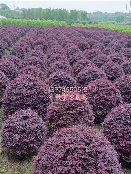 湖南红继木球基地 