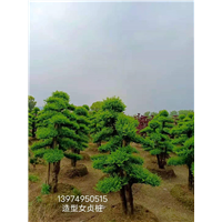 湖南女贞桩直销