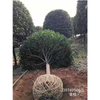 湖南金桂基地 