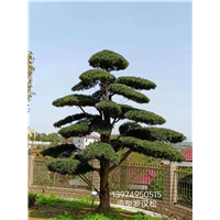 长沙造型罗汉松 