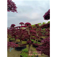 长沙红花继木苗