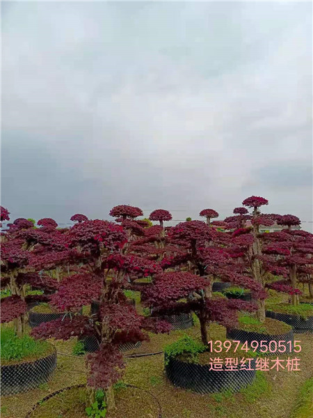 景观造型红继木
