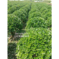 大叶黄杨球基地 