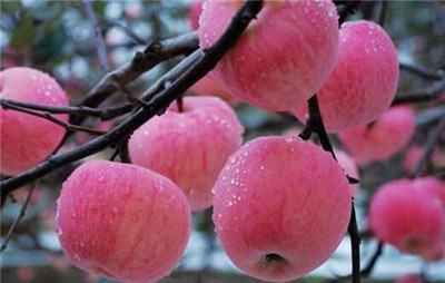 苹果批发_苹果代办全国发货 