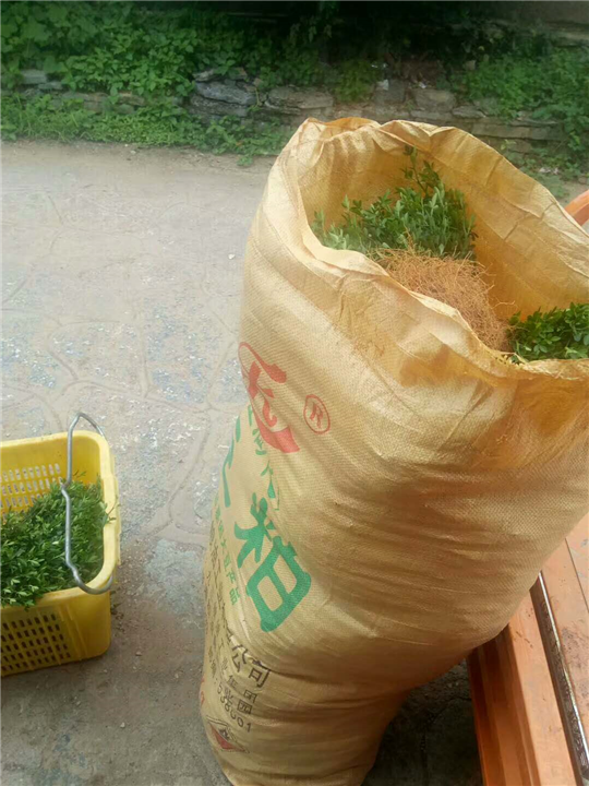 广西枳壳苗&桂林枳壳苗价格 